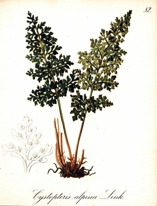 Die Alpenpflanzen nach der Natur gemalt /.Prag :F. Tempsky,1879-1884. | Alps Botany "Mountain plants" "Pictorial works" "United States Geological Survey" | Vintage Print Reproduction 470382