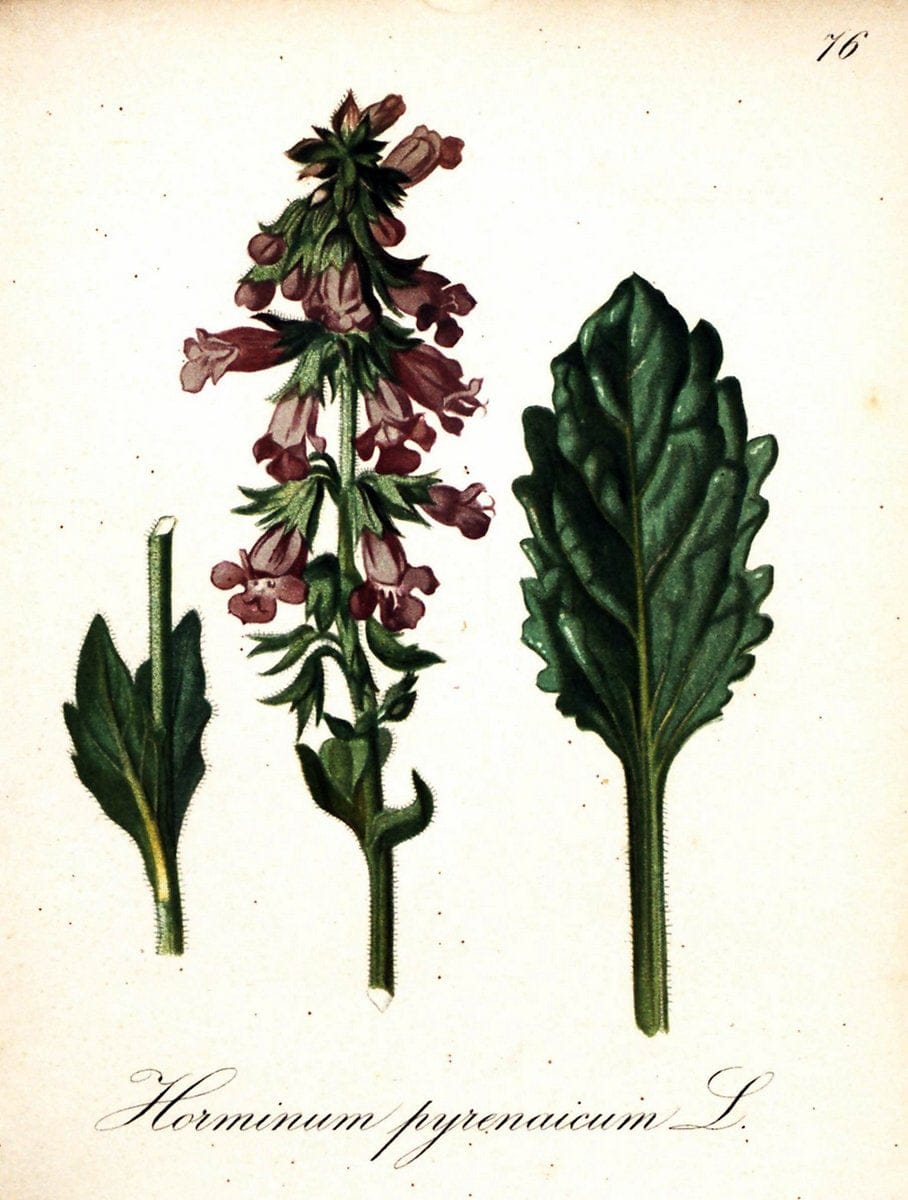 Die Alpenpflanzen nach der Natur gemalt /.Prag :F. Tempsky,1879-1884.  | Alps Botany "Mountain plants" "Pictorial works" "United States Geological Survey" | Vintage Print Reproduction 470383