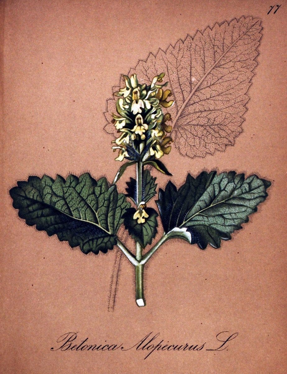 Die Alpenpflanzen nach der Natur gemalt /.Prag :F. Tempsky,1879-1884.  | Alps Botany "Mountain plants" "Pictorial works" "United States Geological Survey" | Vintage Print Reproduction 470384