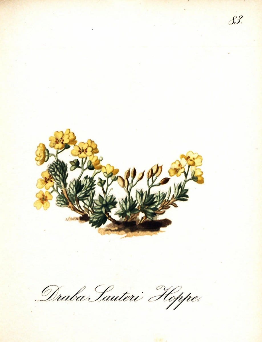 Die Alpenpflanzen nach der Natur gemalt /.Prag :F. Tempsky,1879-1884. | Alps Botany "Mountain plants" "Pictorial works" "United States Geological Survey" | Vintage Print Reproduction 470385