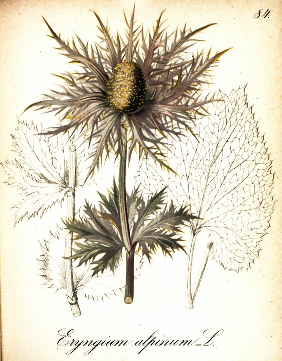 Die Alpenpflanzen nach der Natur gemalt /.Prag :F. Tempsky,1879-1884. | Alps Botany "Mountain plants" "Pictorial works" "United States Geological Survey" | Vintage Print Reproduction 470386