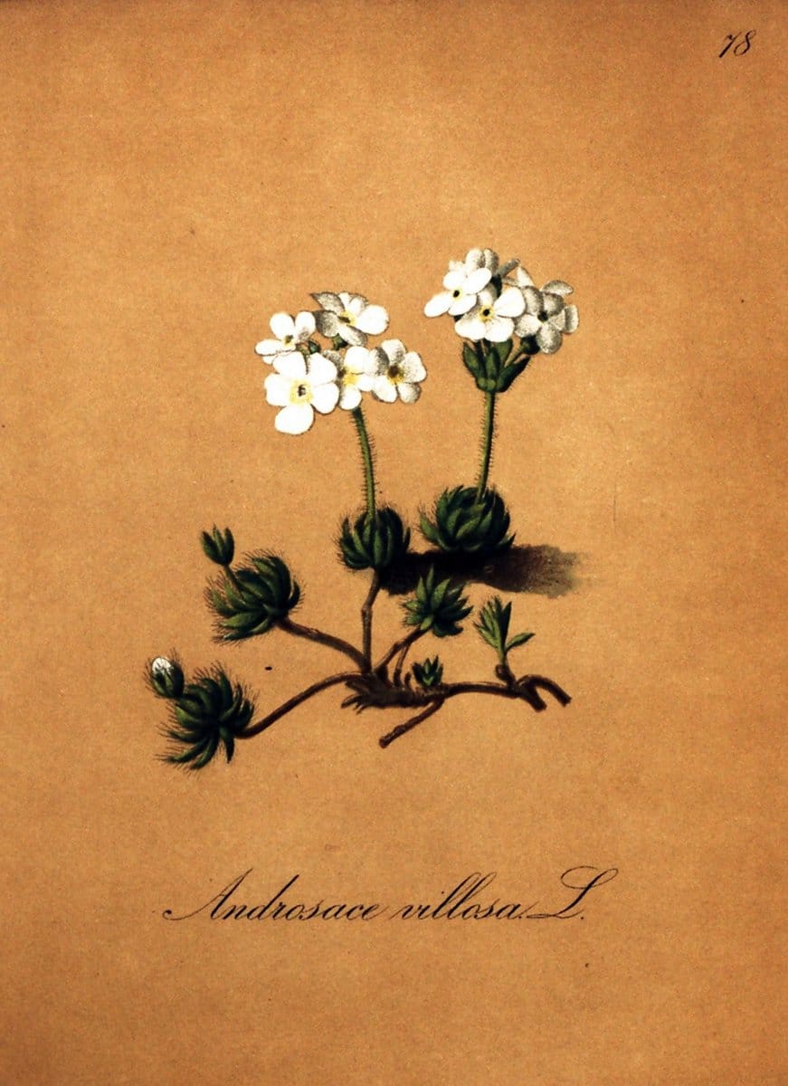 Die Alpenpflanzen nach der Natur gemalt /.Prag :F. Tempsky,1879-1884.  | Alps Botany "Mountain plants" "Pictorial works" "United States Geological Survey" | Vintage Print Reproduction 470387