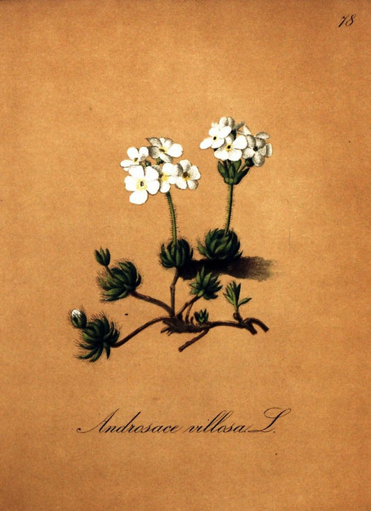 Die Alpenpflanzen nach der Natur gemalt /.Prag :F. Tempsky,1879-1884.  | Alps Botany "Mountain plants" "Pictorial works" "United States Geological Survey" | Vintage Print Reproduction 470387
