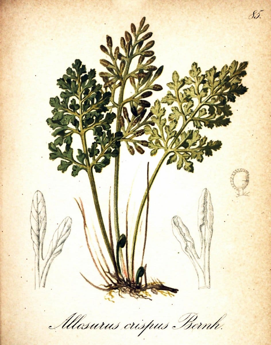 Die Alpenpflanzen nach der Natur gemalt /.Prag :F. Tempsky,1879-1884. | Alps Botany "Mountain plants" "Pictorial works" "United States Geological Survey" | Vintage Print Reproduction 470388