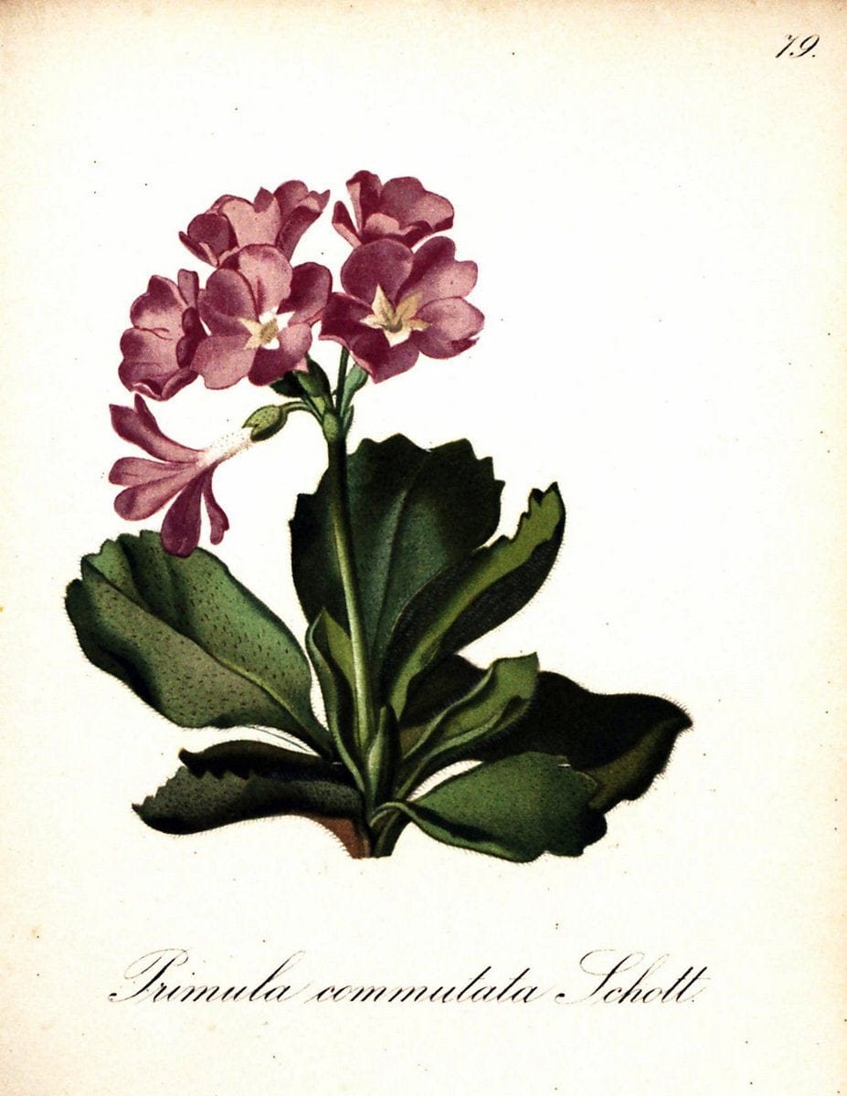 Die Alpenpflanzen nach der Natur gemalt /.Prag :F. Tempsky,1879-1884.  | Alps Botany "Mountain plants" "Pictorial works" "United States Geological Survey" | Vintage Print Reproduction 470389