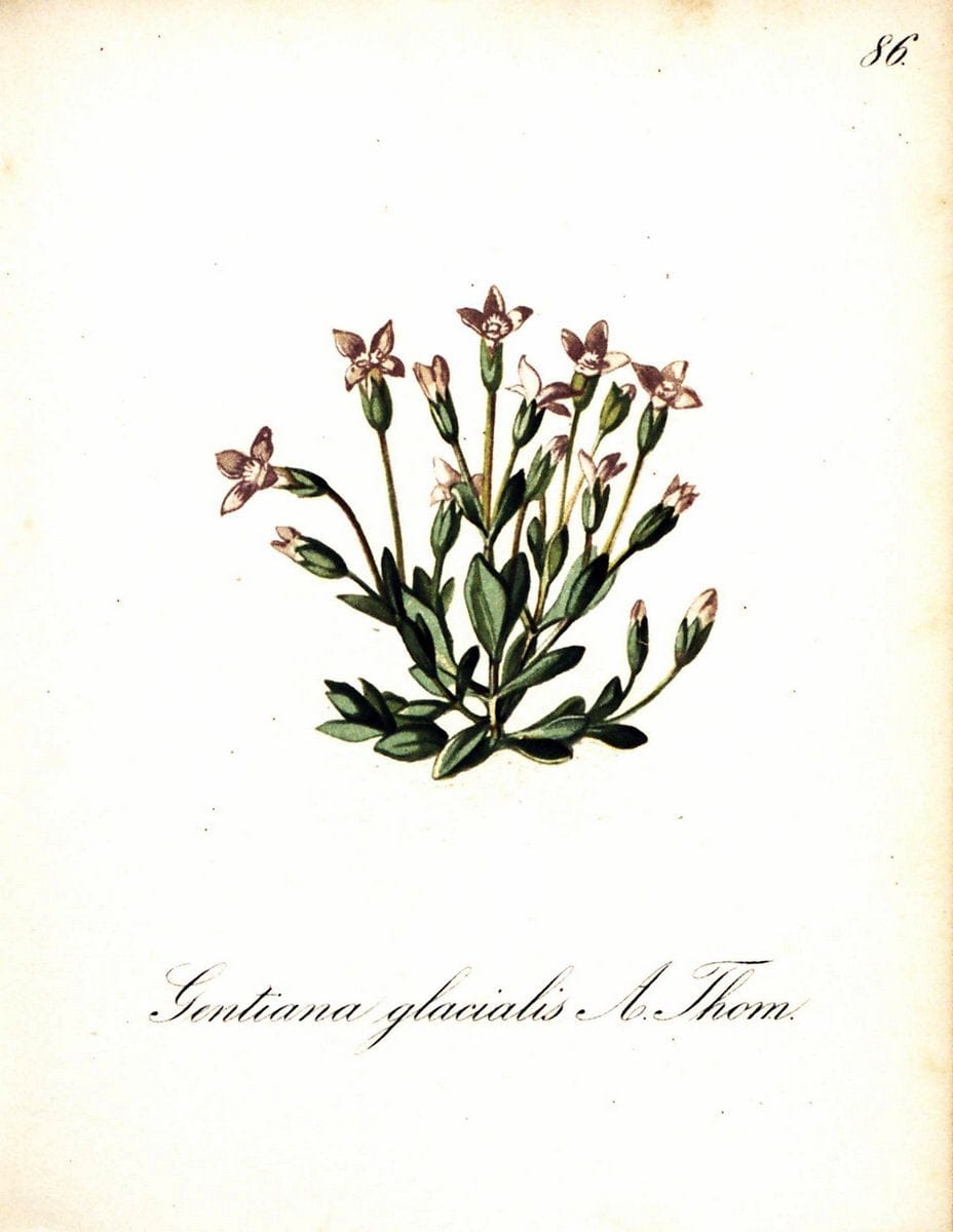 Die Alpenpflanzen nach der Natur gemalt /.Prag :F. Tempsky,1879-1884. | Alps Botany "Mountain plants" "Pictorial works" "United States Geological Survey" | Vintage Print Reproduction 470390