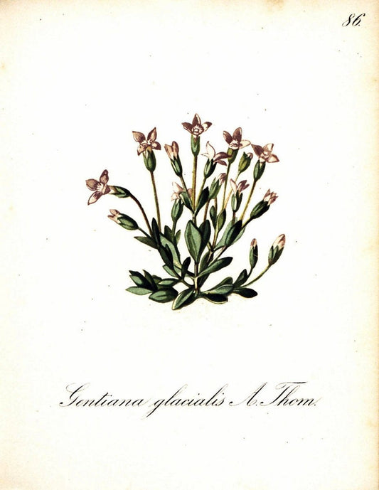 Die Alpenpflanzen nach der Natur gemalt /.Prag :F. Tempsky,1879-1884. | Alps Botany "Mountain plants" "Pictorial works" "United States Geological Survey" | Vintage Print Reproduction 470390