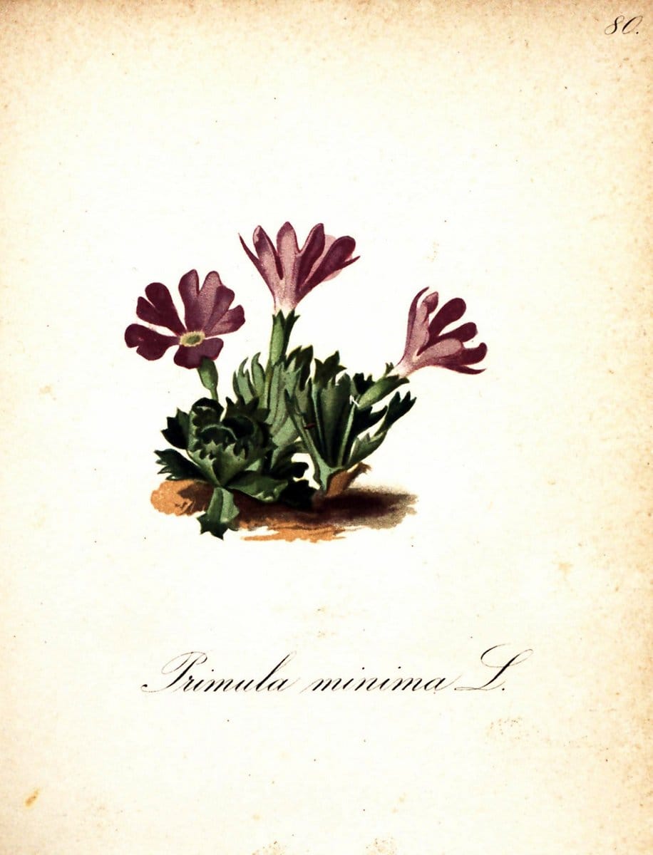 Die Alpenpflanzen nach der Natur gemalt /.Prag :F. Tempsky,1879-1884.  | Alps Botany "Mountain plants" "Pictorial works" "United States Geological Survey" | Vintage Print Reproduction 470391