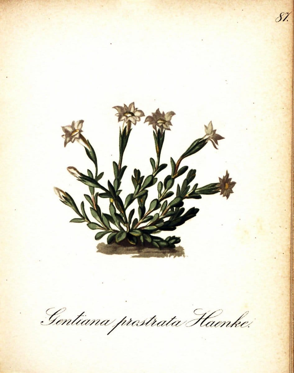 Die Alpenpflanzen nach der Natur gemalt /.Prag :F. Tempsky,1879-1884. | Alps Botany "Mountain plants" "Pictorial works" "United States Geological Survey" | Vintage Print Reproduction 470392