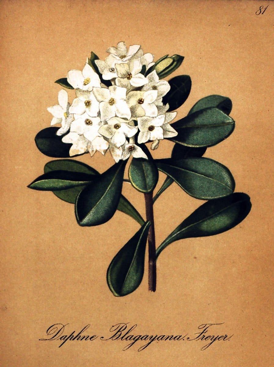 Die Alpenpflanzen nach der Natur gemalt /.Prag :F. Tempsky,1879-1884.  | Alps Botany "Mountain plants" "Pictorial works" "United States Geological Survey" | Vintage Print Reproduction 470393