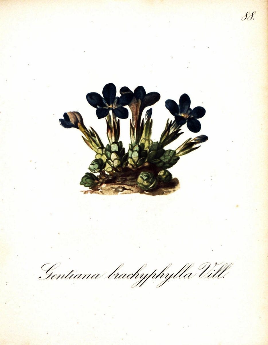 Die Alpenpflanzen nach der Natur gemalt /.Prag :F. Tempsky,1879-1884. | Alps Botany "Mountain plants" "Pictorial works" "United States Geological Survey" | Vintage Print Reproduction 470394