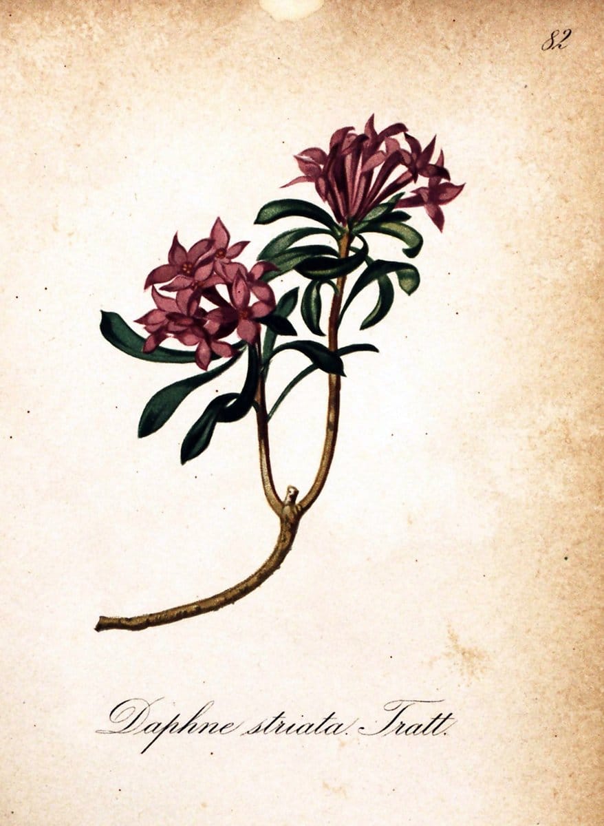 Die Alpenpflanzen nach der Natur gemalt /.Prag :F. Tempsky,1879-1884.  | Alps Botany "Mountain plants" "Pictorial works" "United States Geological Survey" | Vintage Print Reproduction 470395