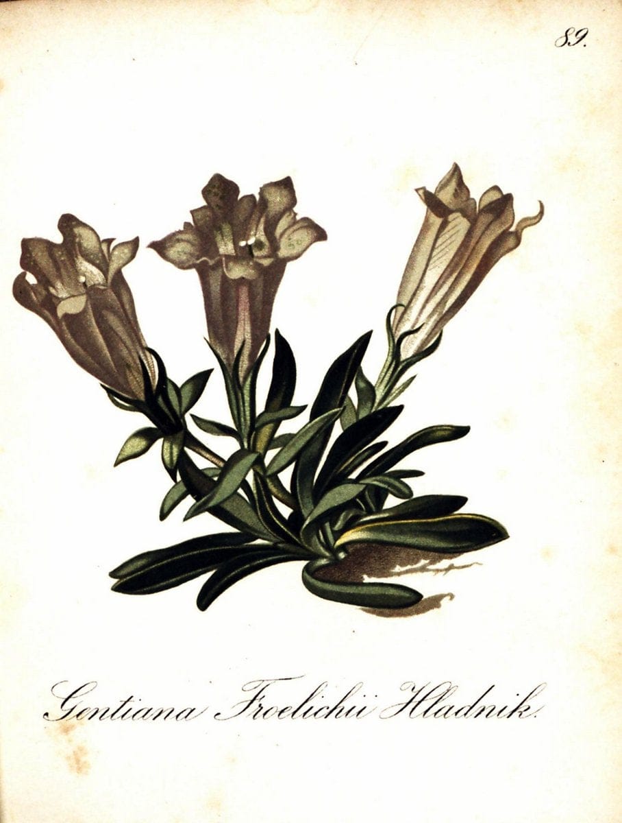 Die Alpenpflanzen nach der Natur gemalt /.Prag :F. Tempsky,1879-1884. | Alps Botany "Mountain plants" "Pictorial works" "United States Geological Survey" | Vintage Print Reproduction 470396