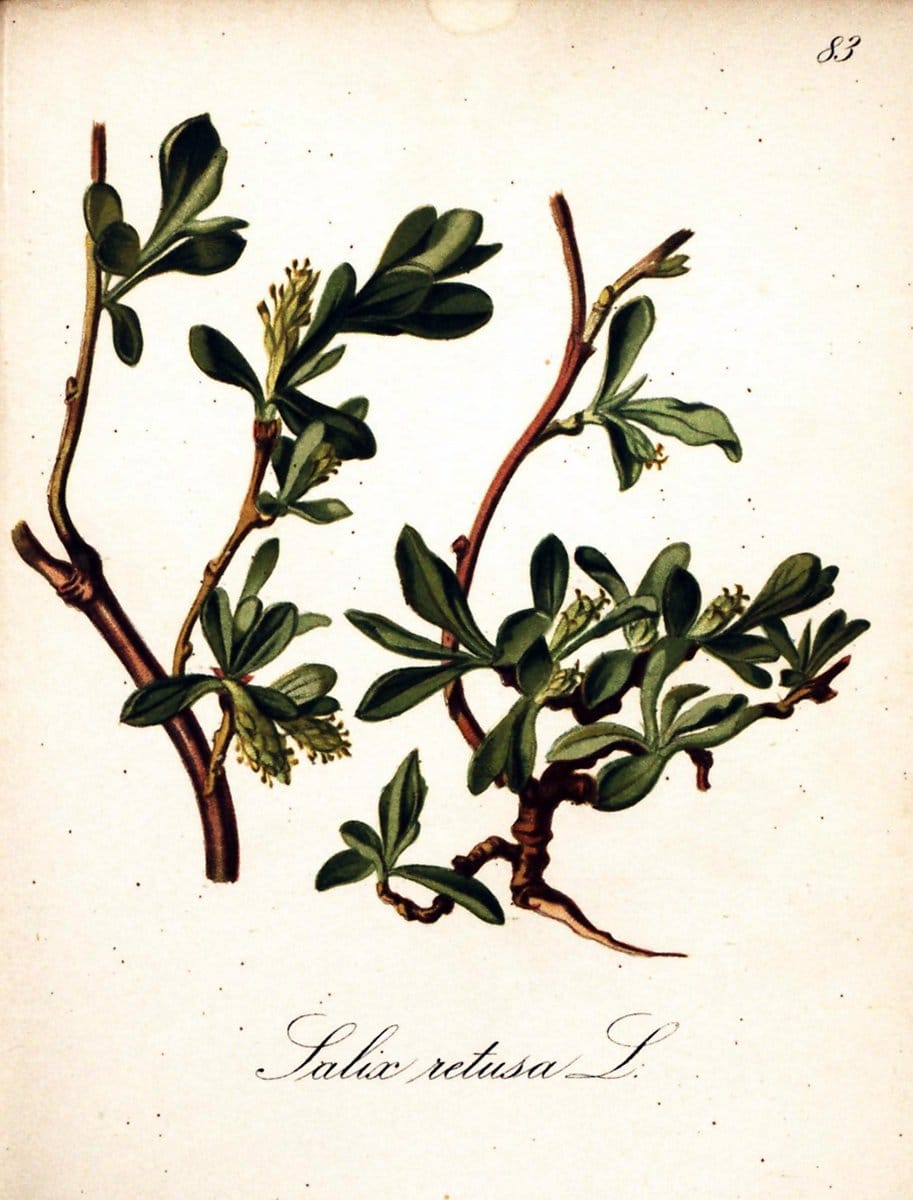 Die Alpenpflanzen nach der Natur gemalt /.Prag :F. Tempsky,1879-1884.  | Alps Botany "Mountain plants" "Pictorial works" "United States Geological Survey" | Vintage Print Reproduction 470397