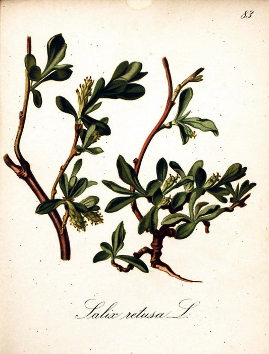 Die Alpenpflanzen nach der Natur gemalt /.Prag :F. Tempsky,1879-1884.  | Alps Botany "Mountain plants" "Pictorial works" "United States Geological Survey" | Vintage Print Reproduction 470397
