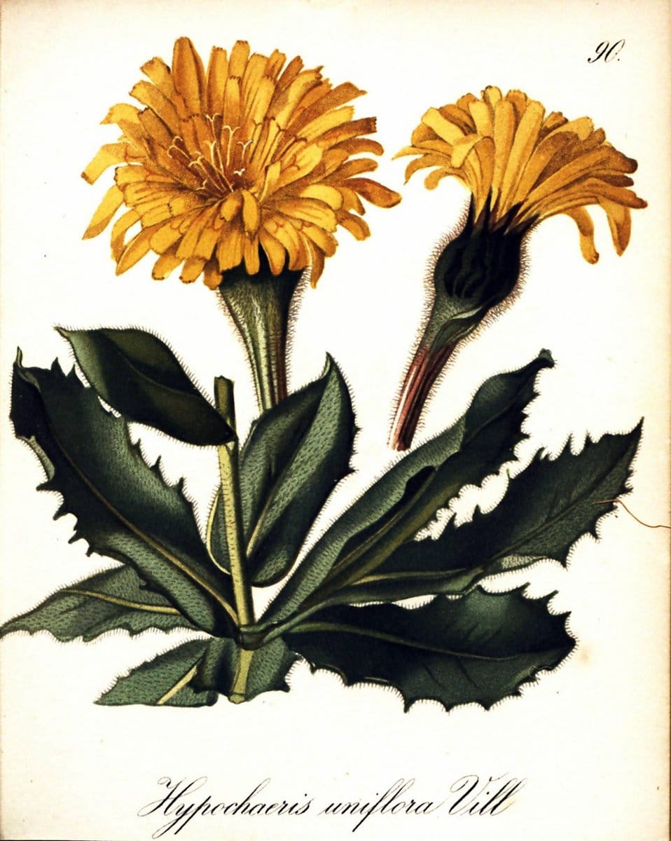 Die Alpenpflanzen nach der Natur gemalt /.Prag :F. Tempsky,1879-1884. | Alps Botany "Mountain plants" "Pictorial works" "United States Geological Survey" | Vintage Print Reproduction 470398