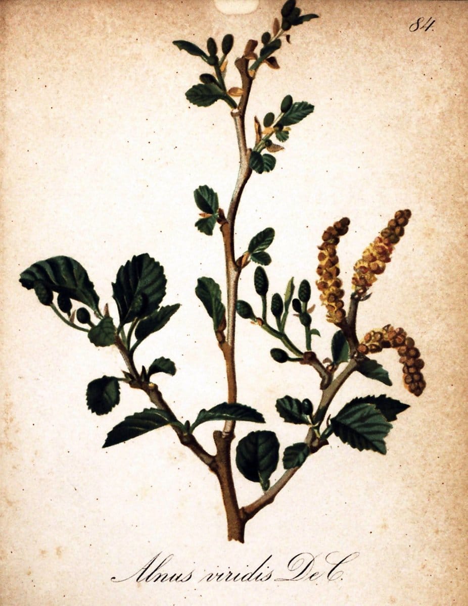 Die Alpenpflanzen nach der Natur gemalt /.Prag :F. Tempsky,1879-1884.  | Alps Botany "Mountain plants" "Pictorial works" "United States Geological Survey" | Vintage Print Reproduction 470399