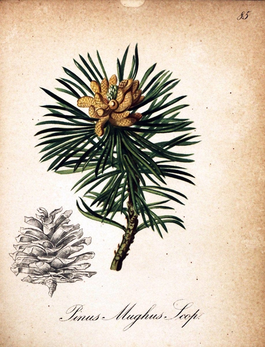 Die Alpenpflanzen nach der Natur gemalt /.Prag :F. Tempsky,1879-1884.  | Alps Botany "Mountain plants" "Pictorial works" "United States Geological Survey" | Vintage Print Reproduction 470400