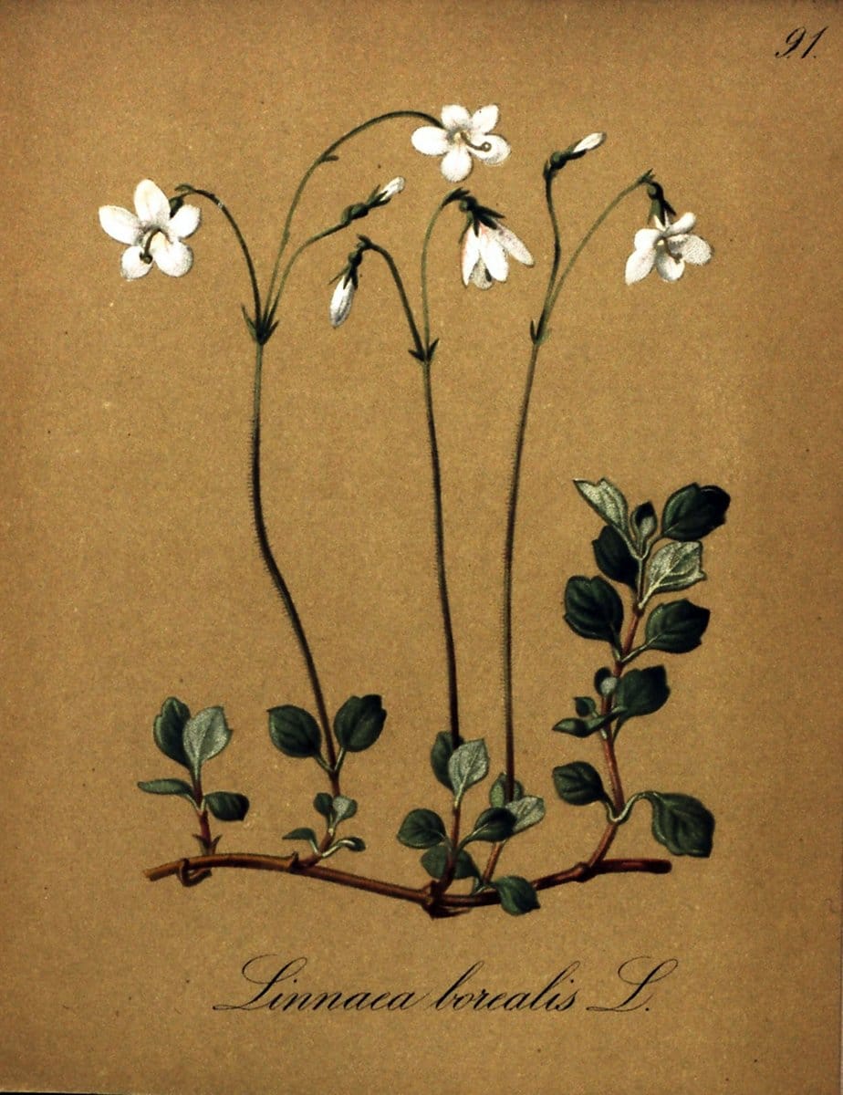 Die Alpenpflanzen nach der Natur gemalt /.Prag :F. Tempsky,1879-1884. | Alps Botany "Mountain plants" "Pictorial works" "United States Geological Survey" | Vintage Print Reproduction 470401