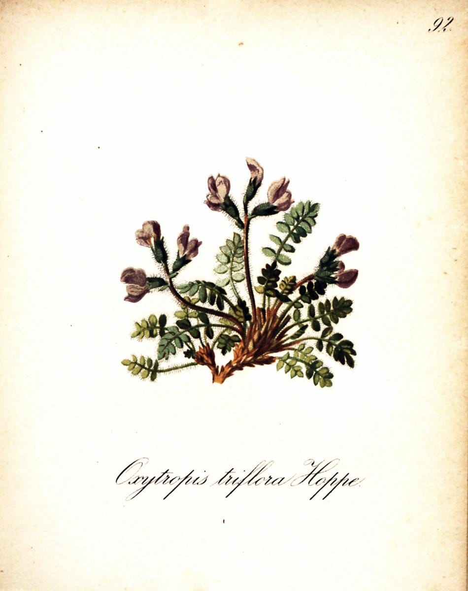 Die Alpenpflanzen nach der Natur gemalt /.Prag :F. Tempsky,1879-1884. | Alps Botany "Mountain plants" "Pictorial works" "United States Geological Survey" | Vintage Print Reproduction 470402