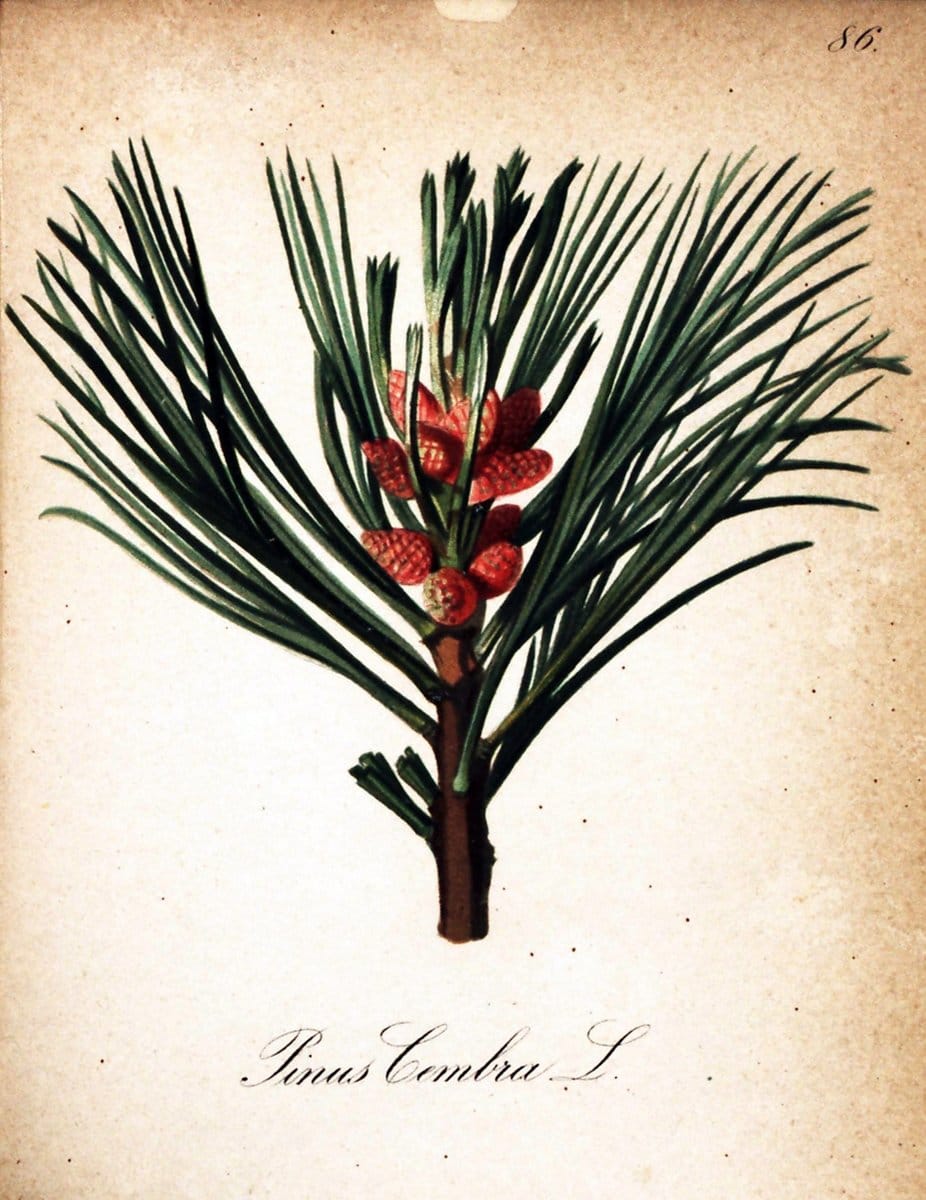 Die Alpenpflanzen nach der Natur gemalt /.Prag :F. Tempsky,1879-1884.  | Alps Botany "Mountain plants" "Pictorial works" "United States Geological Survey" | Vintage Print Reproduction 470403