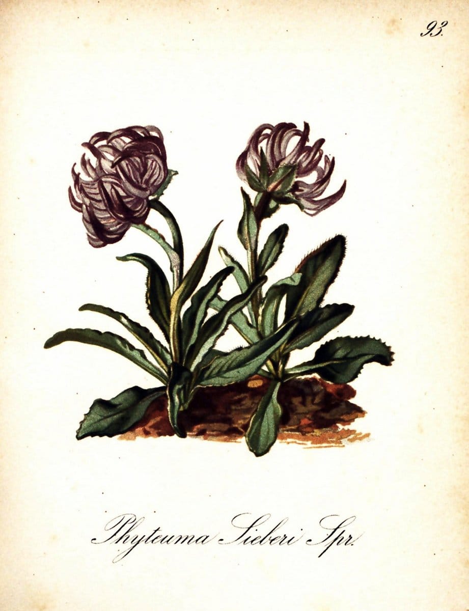 Die Alpenpflanzen nach der Natur gemalt /.Prag :F. Tempsky,1879-1884. | Alps Botany "Mountain plants" "Pictorial works" "United States Geological Survey" | Vintage Print Reproduction 470404