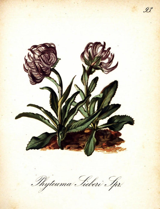 Die Alpenpflanzen nach der Natur gemalt /.Prag :F. Tempsky,1879-1884. | Alps Botany "Mountain plants" "Pictorial works" "United States Geological Survey" | Vintage Print Reproduction 470404