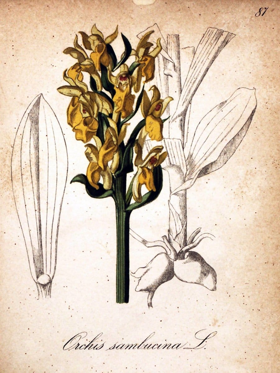 Die Alpenpflanzen nach der Natur gemalt /.Prag :F. Tempsky,1879-1884.  | Alps Botany "Mountain plants" "Pictorial works" "United States Geological Survey" | Vintage Print Reproduction 470405