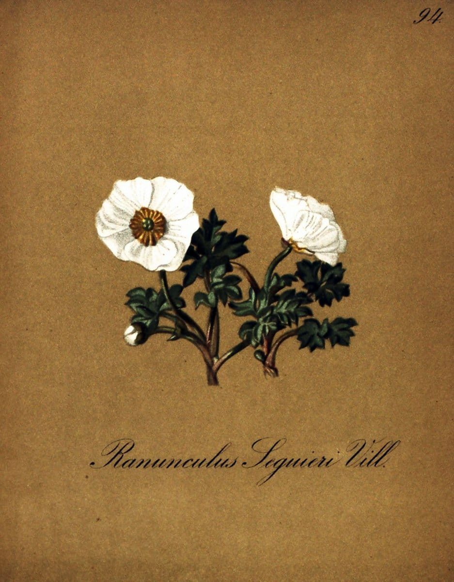 Die Alpenpflanzen nach der Natur gemalt /.Prag :F. Tempsky,1879-1884. | Alps Botany "Mountain plants" "Pictorial works" "United States Geological Survey" | Vintage Print Reproduction 470406