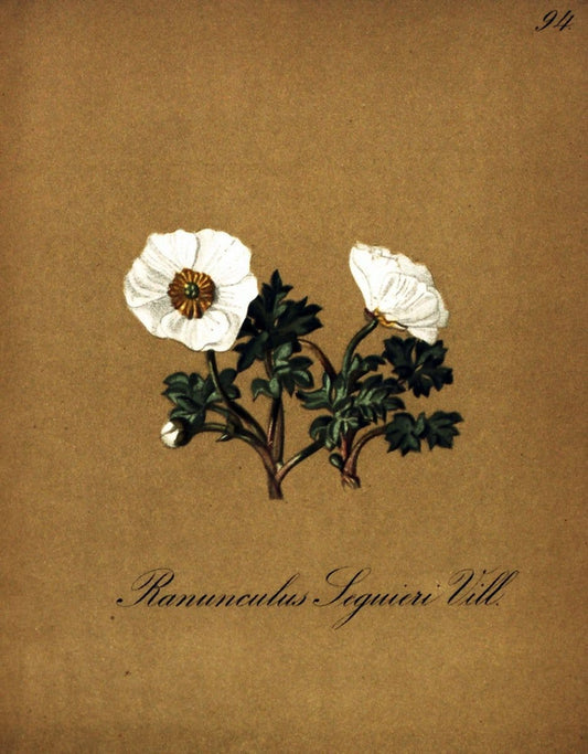 Die Alpenpflanzen nach der Natur gemalt /.Prag :F. Tempsky,1879-1884. | Alps Botany "Mountain plants" "Pictorial works" "United States Geological Survey" | Vintage Print Reproduction 470406
