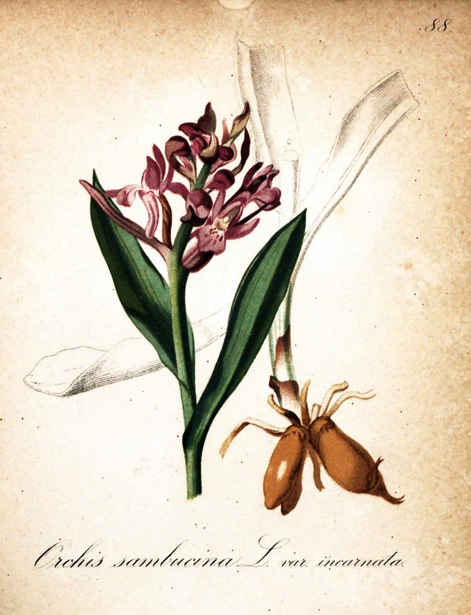 Die Alpenpflanzen nach der Natur gemalt /.Prag :F. Tempsky,1879-1884.  | Alps Botany "Mountain plants" "Pictorial works" "United States Geological Survey" | Vintage Print Reproduction 470407