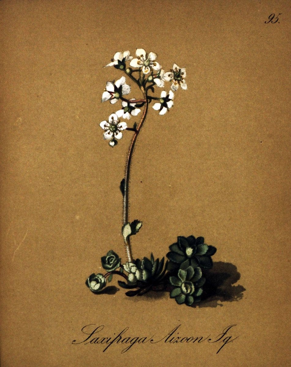 Die Alpenpflanzen nach der Natur gemalt /.Prag :F. Tempsky,1879-1884. | Alps Botany "Mountain plants" "Pictorial works" "United States Geological Survey" | Vintage Print Reproduction 470408