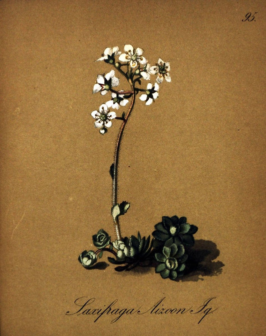 Die Alpenpflanzen nach der Natur gemalt /.Prag :F. Tempsky,1879-1884. | Alps Botany "Mountain plants" "Pictorial works" "United States Geological Survey" | Vintage Print Reproduction 470408