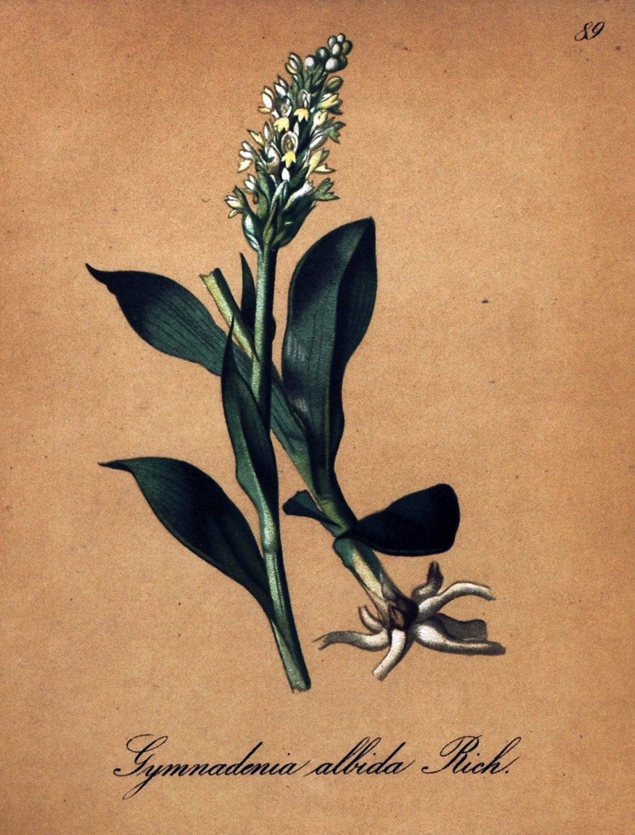 Die Alpenpflanzen nach der Natur gemalt /.Prag :F. Tempsky,1879-1884.  | Alps Botany "Mountain plants" "Pictorial works" "United States Geological Survey" | Vintage Print Reproduction 470409