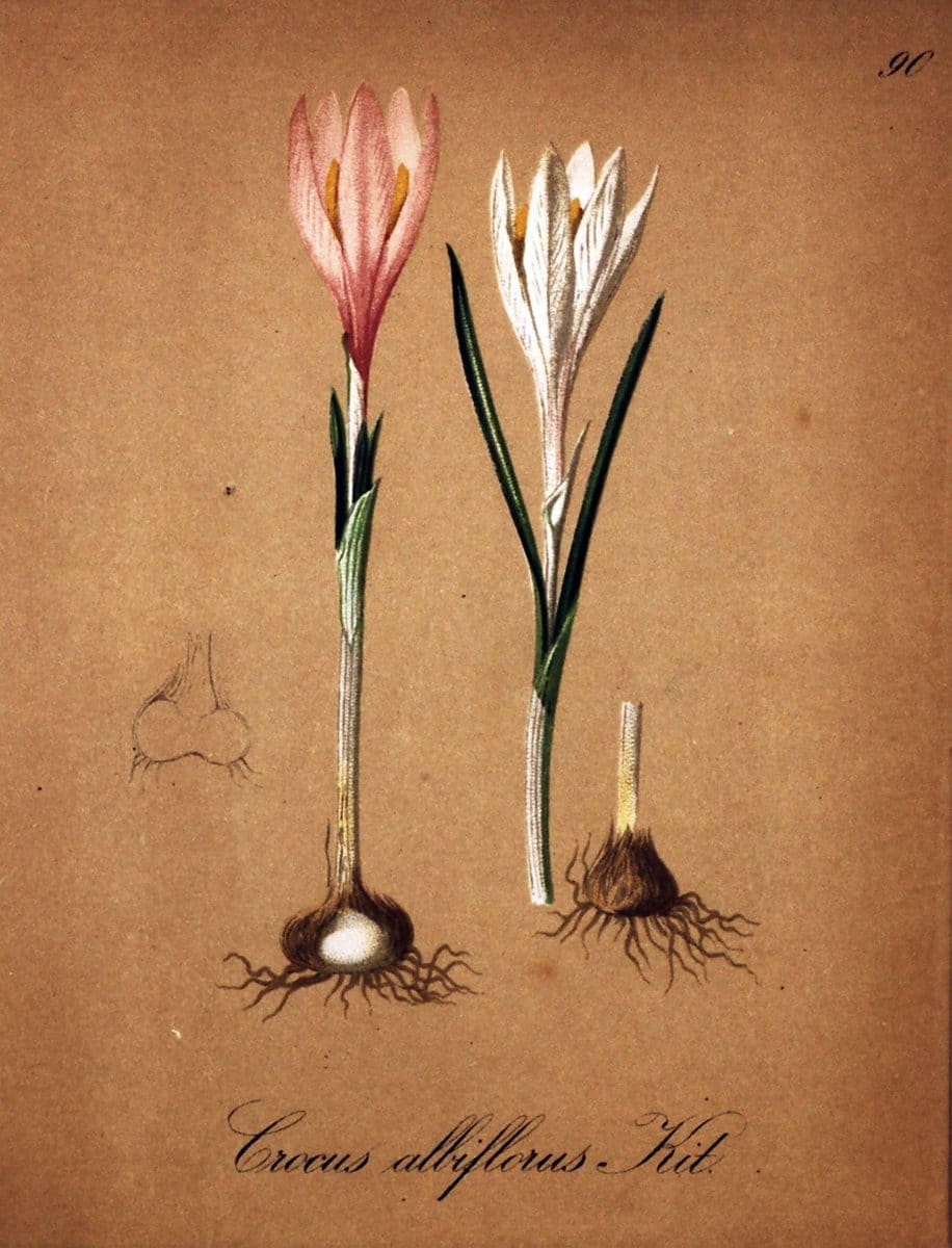 Die Alpenpflanzen nach der Natur gemalt /.Prag :F. Tempsky,1879-1884.  | Alps Botany "Mountain plants" "Pictorial works" "United States Geological Survey" | Vintage Print Reproduction 470410