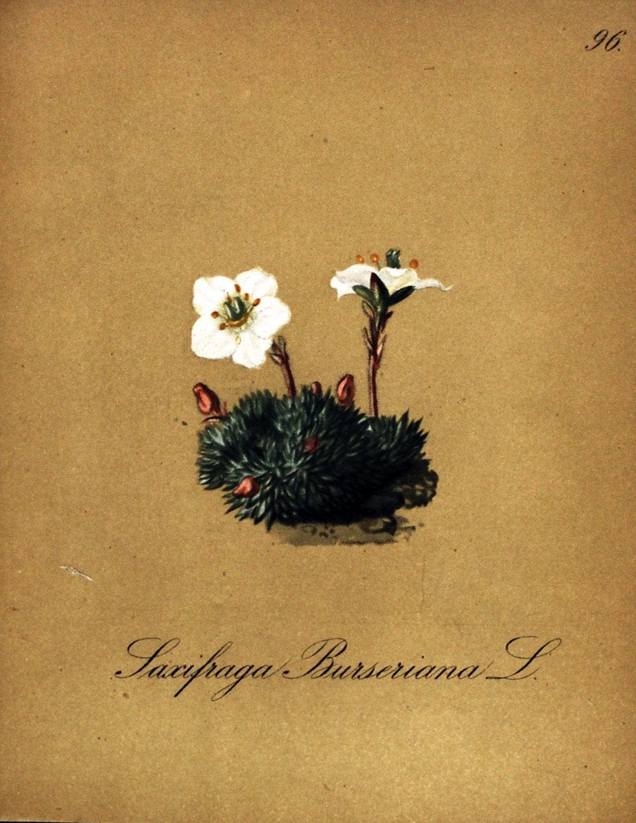 Die Alpenpflanzen nach der Natur gemalt /.Prag :F. Tempsky,1879-1884. | Alps Botany "Mountain plants" "Pictorial works" "United States Geological Survey" | Vintage Print Reproduction 470411