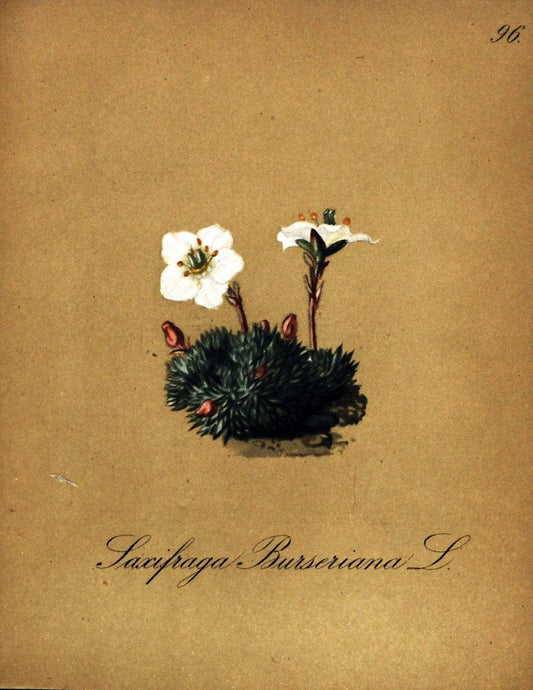 Die Alpenpflanzen nach der Natur gemalt /.Prag :F. Tempsky,1879-1884. | Alps Botany "Mountain plants" "Pictorial works" "United States Geological Survey" | Vintage Print Reproduction 470411