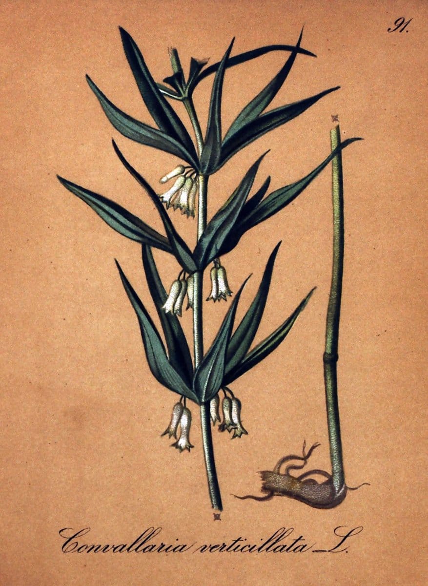 Die Alpenpflanzen nach der Natur gemalt /.Prag :F. Tempsky,1879-1884. | Alps Botany "Mountain plants" "Pictorial works" "United States Geological Survey" | Vintage Print Reproduction 470412