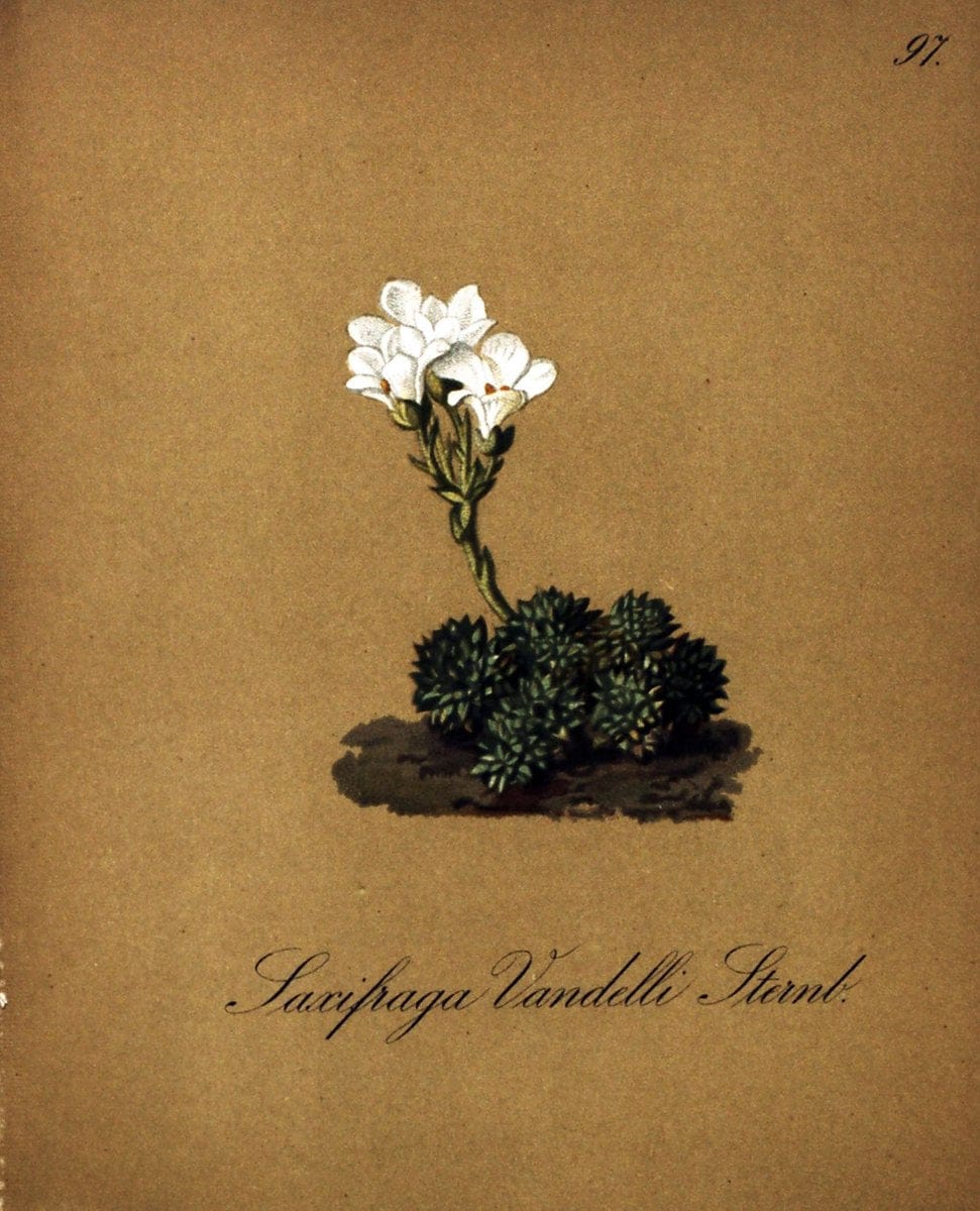Die Alpenpflanzen nach der Natur gemalt /.Prag :F. Tempsky,1879-1884. | Alps Botany "Mountain plants" "Pictorial works" "United States Geological Survey" | Vintage Print Reproduction 470413