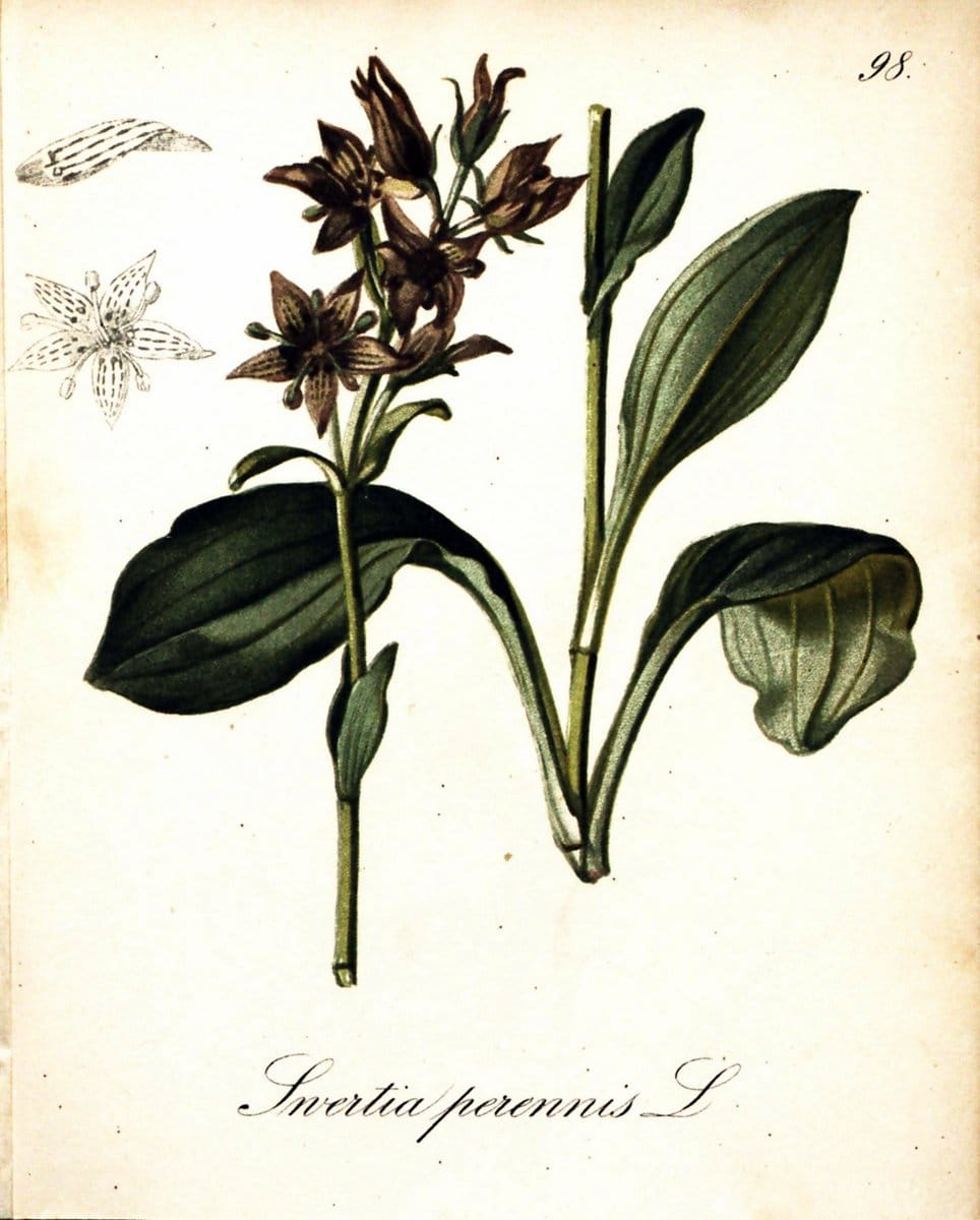 Die Alpenpflanzen nach der Natur gemalt /.Prag :F. Tempsky,1879-1884. | Alps Botany "Mountain plants" "Pictorial works" "United States Geological Survey" | Vintage Print Reproduction 470414