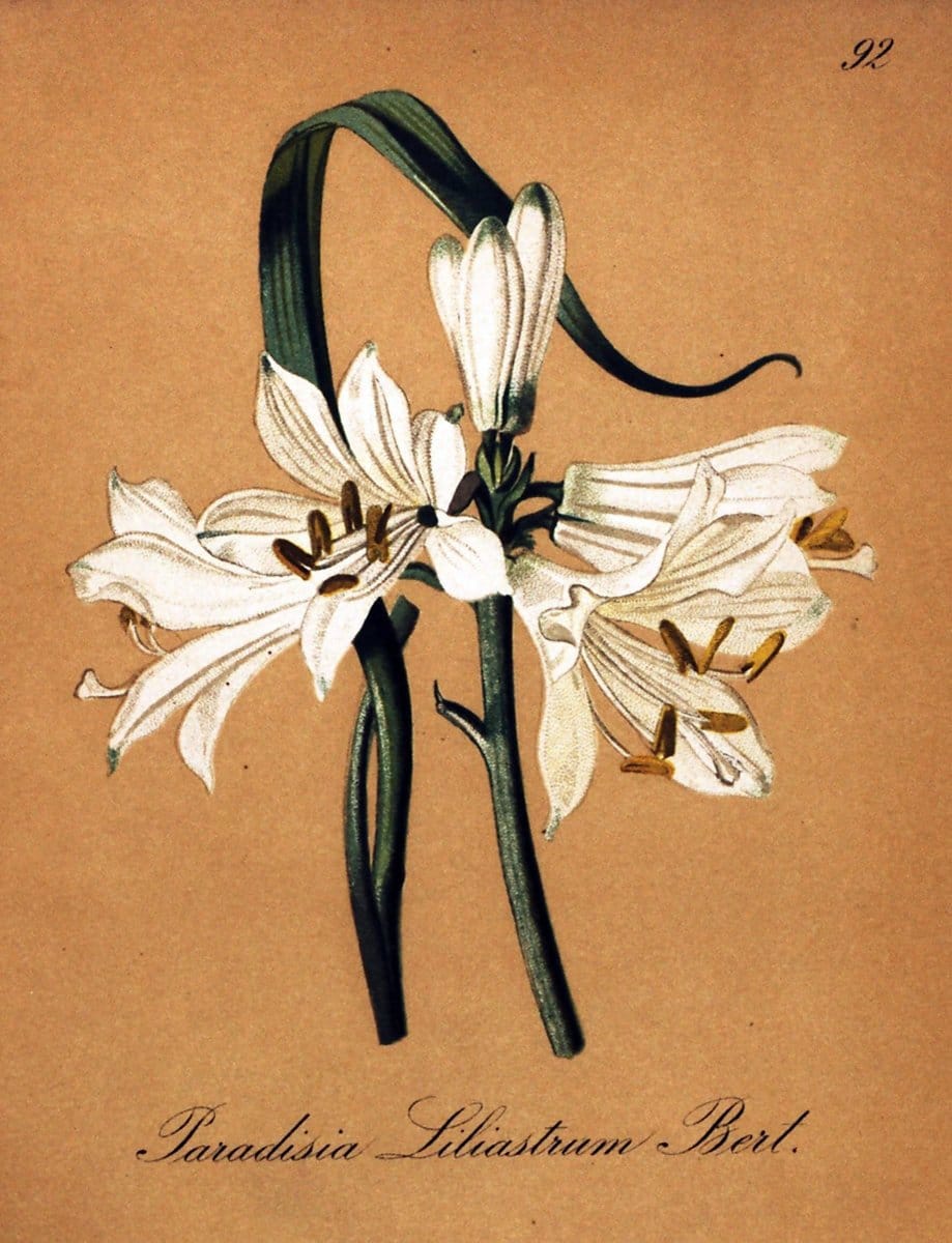 Die Alpenpflanzen nach der Natur gemalt /.Prag :F. Tempsky,1879-1884.  | Alps Botany "Mountain plants" "Pictorial works" "United States Geological Survey" | Vintage Print Reproduction 470415