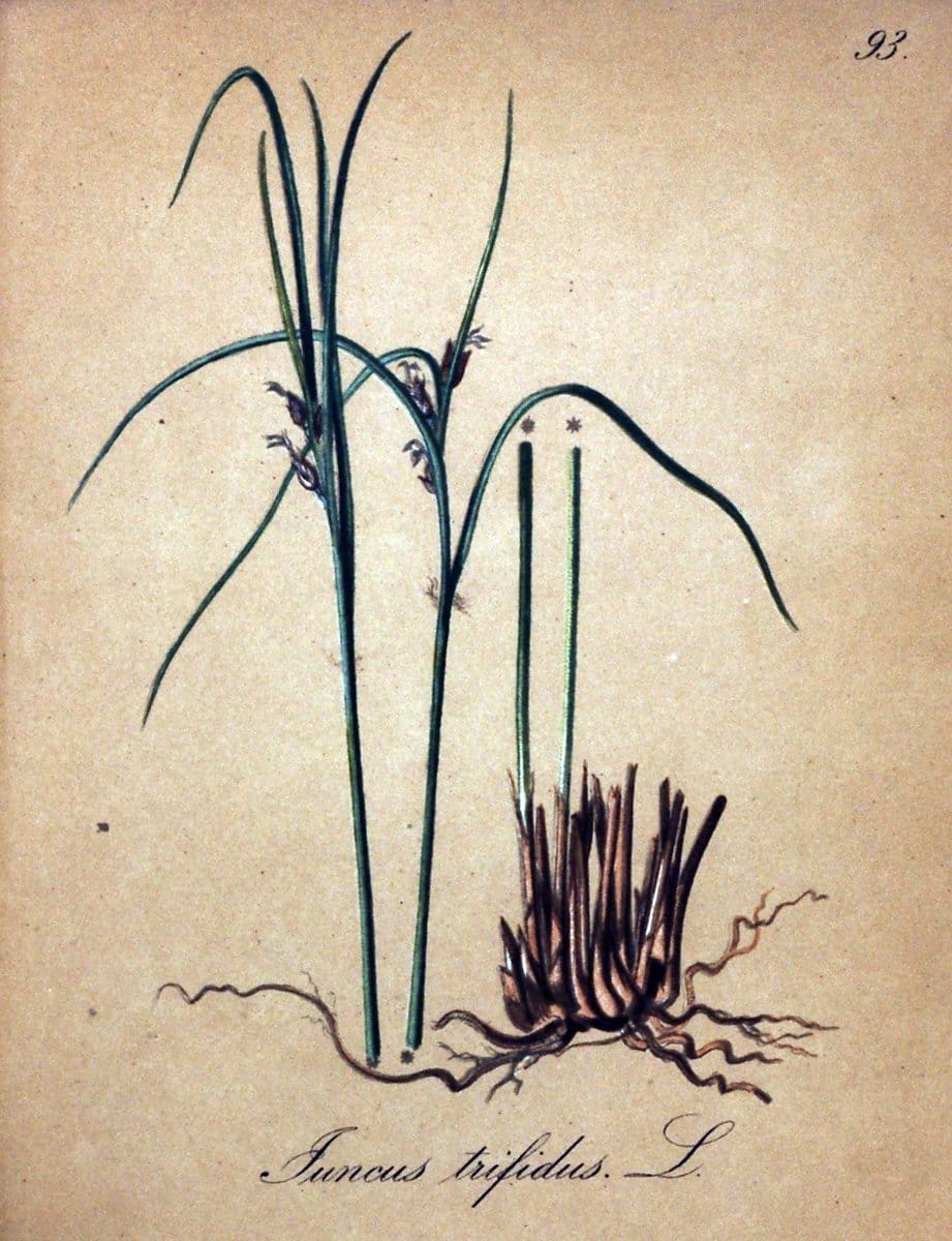 Die Alpenpflanzen nach der Natur gemalt /.Prag :F. Tempsky,1879-1884.  | Alps Botany "Mountain plants" "Pictorial works" "United States Geological Survey" | Vintage Print Reproduction 470416