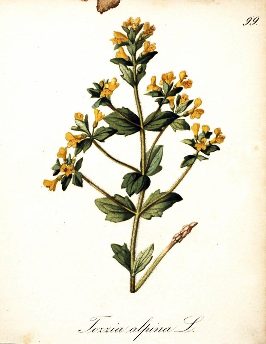 Die Alpenpflanzen nach der Natur gemalt /.Prag :F. Tempsky,1879-1884. | Alps Botany "Mountain plants" "Pictorial works" "United States Geological Survey" | Vintage Print Reproduction 470417