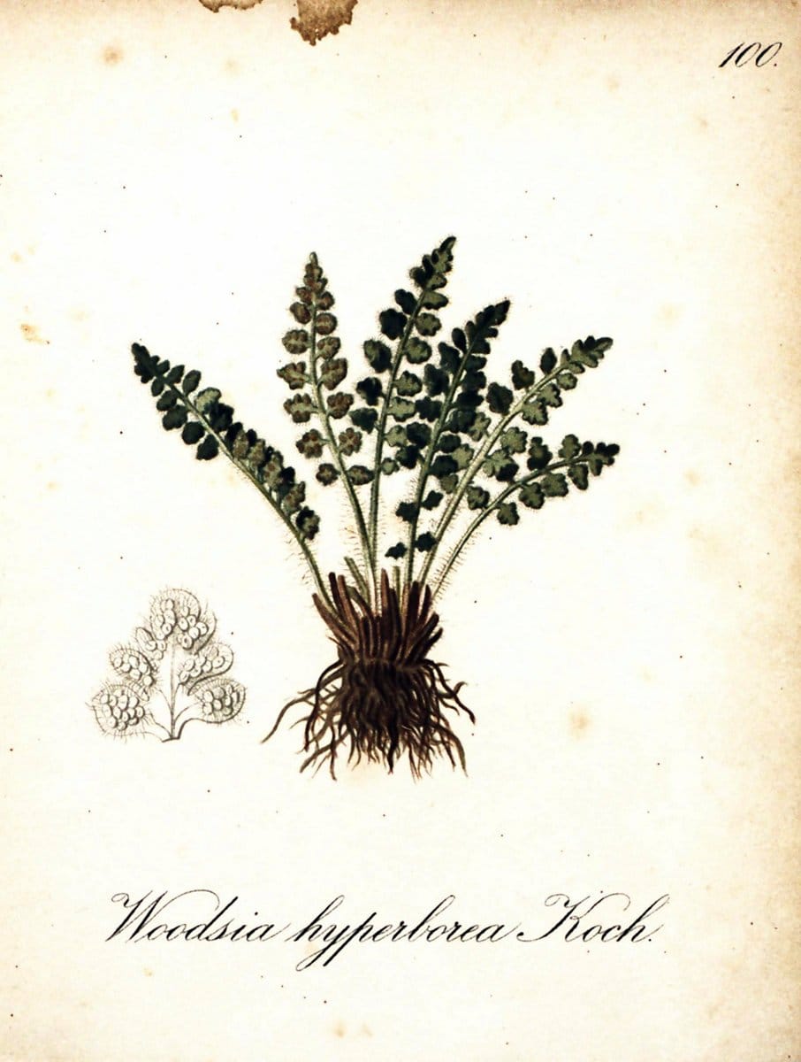Die Alpenpflanzen nach der Natur gemalt /.Prag :F. Tempsky,1879-1884. | Alps Botany "Mountain plants" "Pictorial works" "United States Geological Survey" | Vintage Print Reproduction 470418
