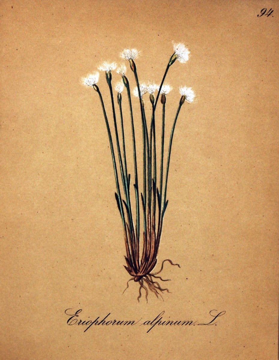 Die Alpenpflanzen nach der Natur gemalt /.Prag :F. Tempsky,1879-1884.  | Alps Botany "Mountain plants" "Pictorial works" "United States Geological Survey" | Vintage Print Reproduction 470419
