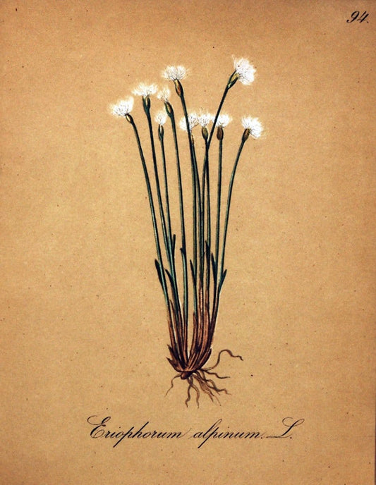 Die Alpenpflanzen nach der Natur gemalt /.Prag :F. Tempsky,1879-1884.  | Alps Botany "Mountain plants" "Pictorial works" "United States Geological Survey" | Vintage Print Reproduction 470419