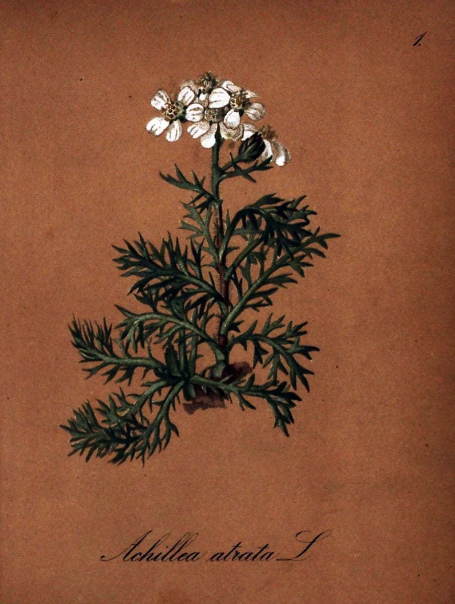 Die Alpenpflanzen nach der Natur gemalt /.Prag :F. Tempsky,1879-1884. | Alps Botany "Mountain plants" "Pictorial works" "United States Geological Survey" | Vintage Print Reproduction 470420