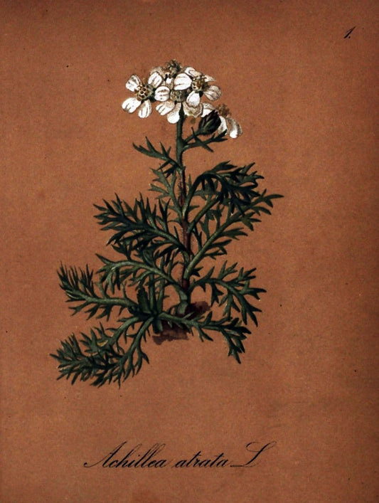 Die Alpenpflanzen nach der Natur gemalt /.Prag :F. Tempsky,1879-1884. | Alps Botany "Mountain plants" "Pictorial works" "United States Geological Survey" | Vintage Print Reproduction 470420