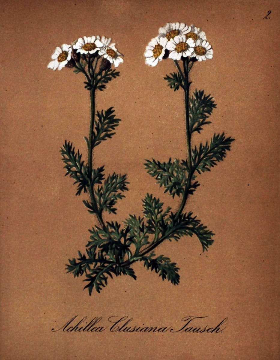 Die Alpenpflanzen nach der Natur gemalt /.Prag :F. Tempsky,1879-1884. | Alps Botany "Mountain plants" "Pictorial works" "United States Geological Survey" | Vintage Print Reproduction 470421