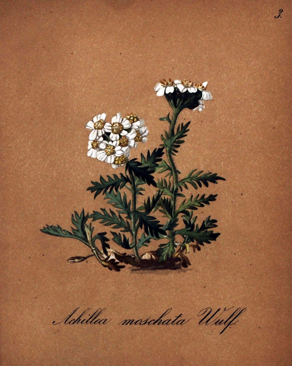 Die Alpenpflanzen nach der Natur gemalt /.Prag :F. Tempsky,1879-1884. | Alps Botany "Mountain plants" "Pictorial works" "United States Geological Survey" | Vintage Print Reproduction 470422